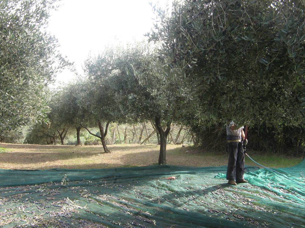 مبيت وإفطار تشيرفيتيري Casale Del Tiglio المظهر الخارجي الصورة