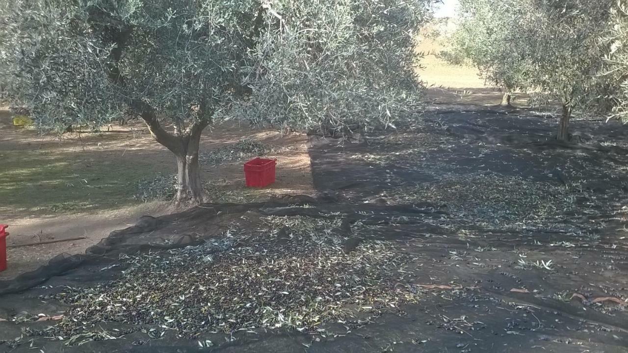 مبيت وإفطار تشيرفيتيري Casale Del Tiglio المظهر الخارجي الصورة
